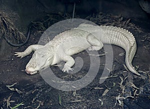 Albino alligator