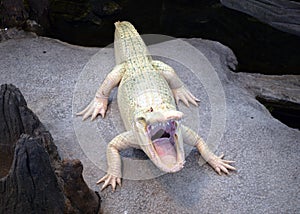 Albino Alligator