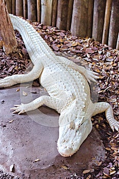 Albino Alligator