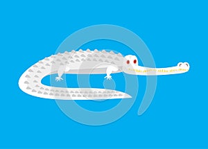 Albino Alligator isolated. White Crocodile with red eyes. Monster wild predator Vector illustration