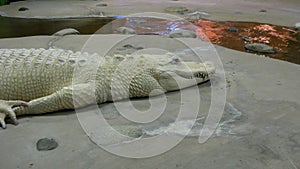 Albino Alligator photo