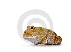 Albino American horned or Pacman frog on white background