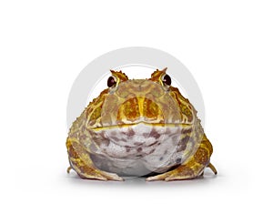 Albino American horned or Pacman frog on white background