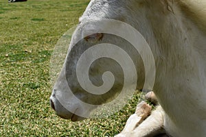 albino animal horse with blue eyes photo