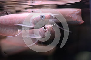 Albino Arownas in black aquarium swimming near the surface