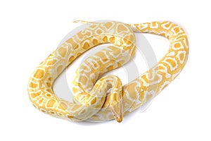 albino asian rock python molurus snake