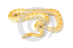 albino asian rock python molurus snake