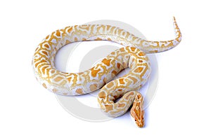 albino asian rock python molurus snake