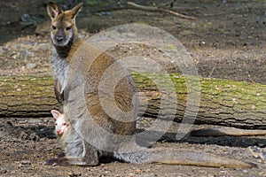 Albino baby, Gray mother