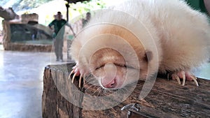 Albino baby skunk