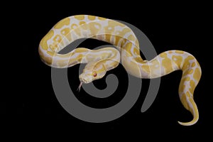 Albino Ball Python