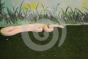 Albino Ball Python White Snake Crawling On The Green Grass