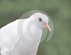 Albino barbary dove