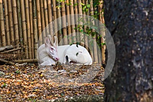 Albino Barking Deer