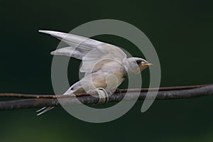 Albino Barn Swallow Juvenile