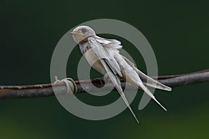 Albino Barn Swallow Juvenile