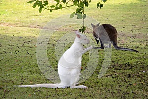 Albino Barrats Wallaby