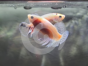 Albino Betta Fish