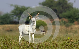 Albino Black-buck adult male portrait in greenery