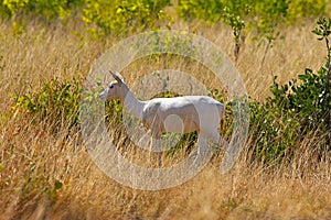 Albino Black Buck, Antilope cervicapra, Velavadar National Park, Gujarat