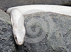 Albino Black Rat Snake Coiled in The Cave