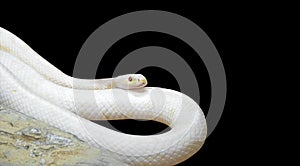 Albino Black Rat Snake Coiled near The Rock on Black Background, Clipping Path