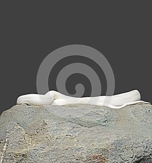 Albino Black Rat Snake Coiled on The Rock on Gray Background, Cl