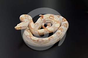 Albino Boa Constrictor