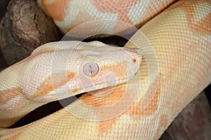 Albino Boa Constrictor