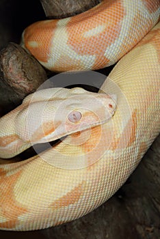 Albino Boa Constrictor