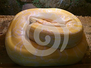 Albino boa