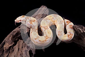 Albino Boa constrictor on a piece of wood