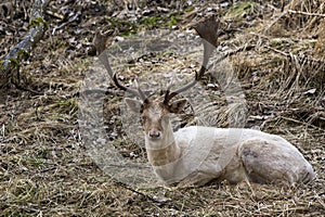 Albino buck deer in the forest