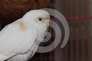 Albino Budgies parrots