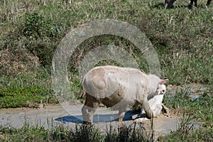 Albino buffalo