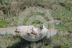 Albino buffalo