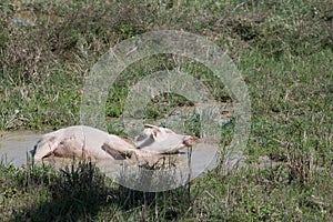 Albino buffalo