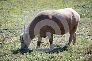 Albino buffalo