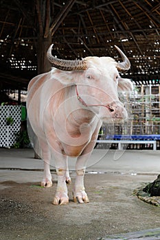 Albino Buffalo