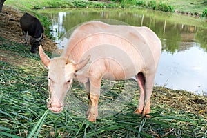 Albino buffalo