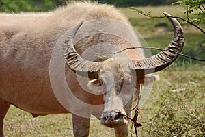 Albino buffalo