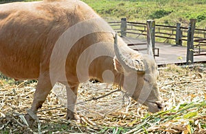 Albino buffalo