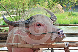 Albino buffalo