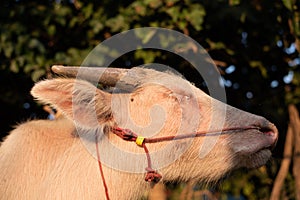 Albino buffalo animal in thailand