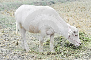 Albino buffalo, buffalo in the field
