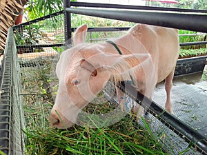 Albino buffalo in the byte eating grass. Stock photo.