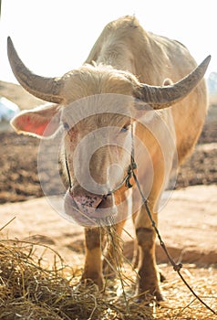 Albino buffalo chewing grass