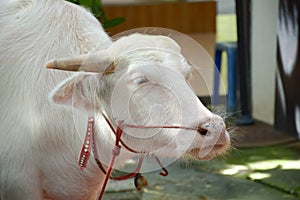 Albino buffalo in country farm