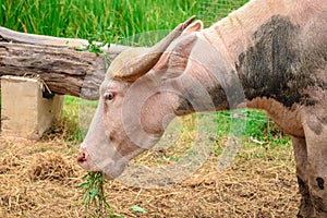 Albino buffalo in the farm