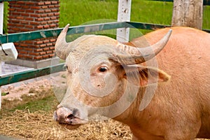 Albino buffalo in the farm